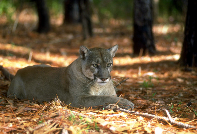 Обои картинки фото животные, пумы, лес, пума