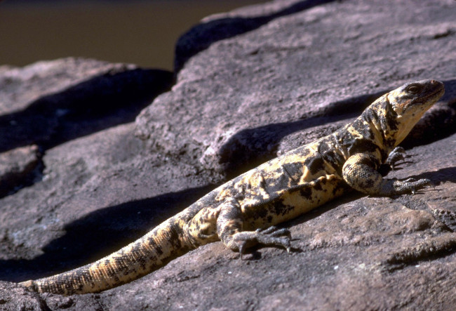 Обои картинки фото животные, ящерицы,  игуаны,  вараны, ящерица, камни, ядозуб