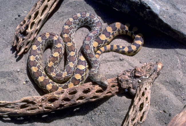 Обои картинки фото животные, змеи,  питоны,  кобры, коряги, песок, камни, змея