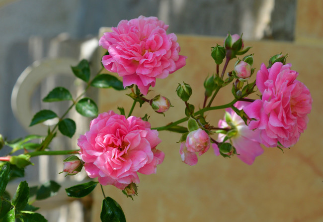 Обои картинки фото цветы, розы, розовые