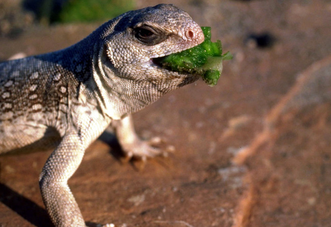 Обои картинки фото животные, ящерицы,  игуаны,  вараны, еда, ящерица