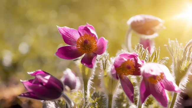 Обои картинки фото цветы, анемоны,  сон-трава, сон-трава