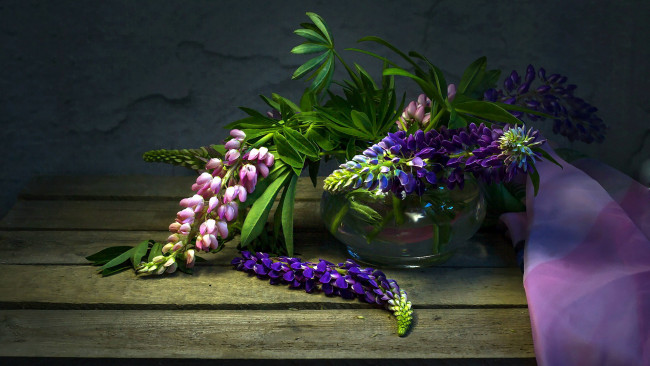 Обои картинки фото цветы, люпин