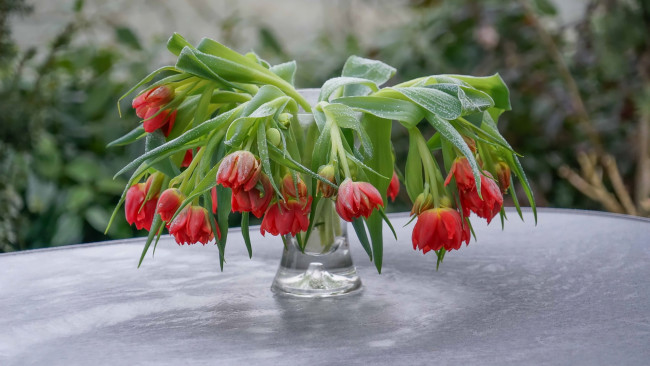 Обои картинки фото цветы, тюльпаны, ваза, капли