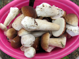 Картинка еда грибы +грибные+блюда свежие лесные боровики