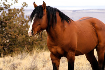 обоя животные, лошади, лошадь, гнедая, трава, кусты