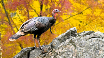 Картинка животные индюки индюк камень осень лес