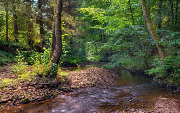 обоя природа, реки, озера, лес, ручей, галька