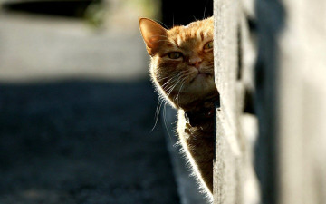 Картинка животные коты кот рыжий угол стена