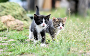 Картинка животные коты котята трава