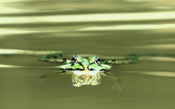 обоя животные, лягушки, лягушка, вода