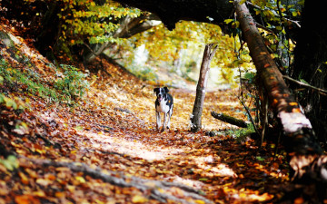 обоя животные, собаки, собака, лес, осень, листья, овраг