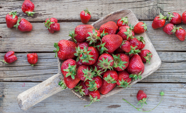 Обои картинки фото еда, клубника,  земляника, ягоды, много