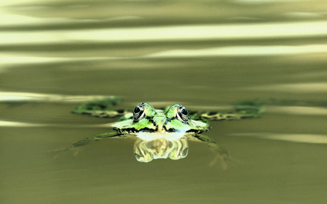 Обои картинки фото животные, лягушки, лягушка, вода