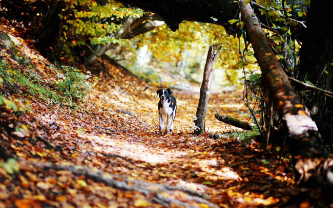 Обои картинки фото животные, собаки, собака, лес, осень, листья, овраг