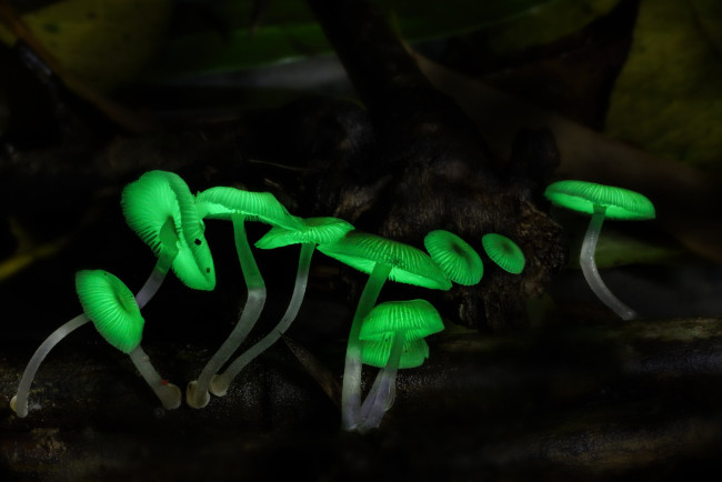 Обои картинки фото природа, грибы