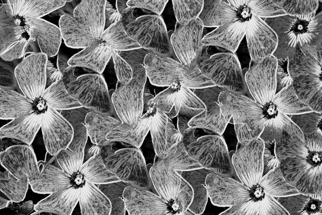 Обои картинки фото разное, компьютерный дизайн, цветы