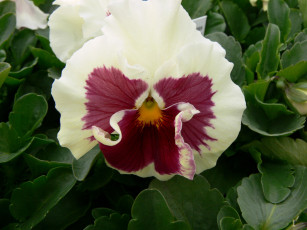 Картинка цветы анютины глазки садовые фиалки