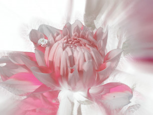 обоя цветы, георгины