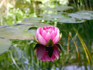 Картинка цветы лилии водяные нимфеи кувшинки