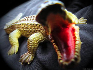 Картинка разное игрушки