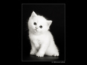 Картинка животные коты