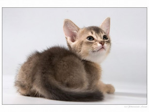 Картинка животные коты