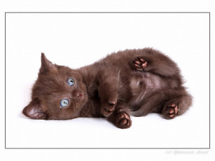 Картинка животные коты