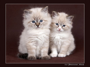 Картинка животные коты