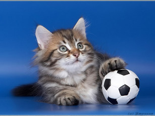 Картинка животные коты