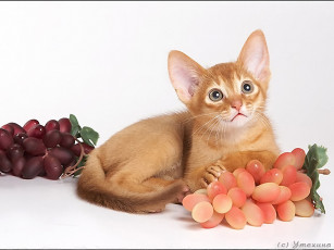 Картинка животные коты