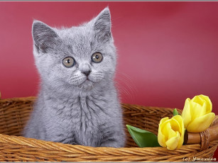 Картинка животные коты