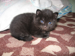 Картинка животные коты