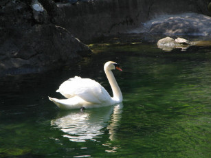 Картинка животные лебеди