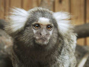 Картинка животные обезьяны