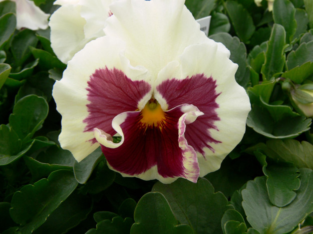 Обои картинки фото цветы, анютины, глазки, садовые, фиалки