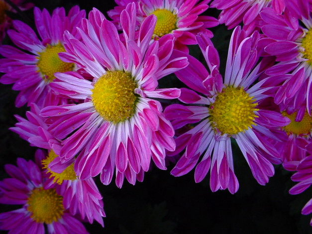 Обои картинки фото цветы, хризантемы