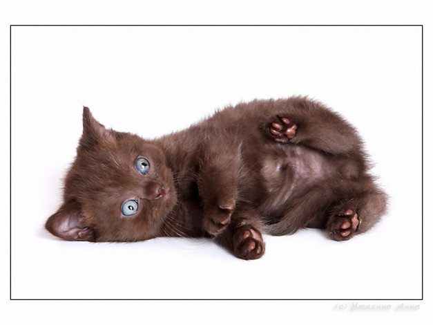 Обои картинки фото животные, коты