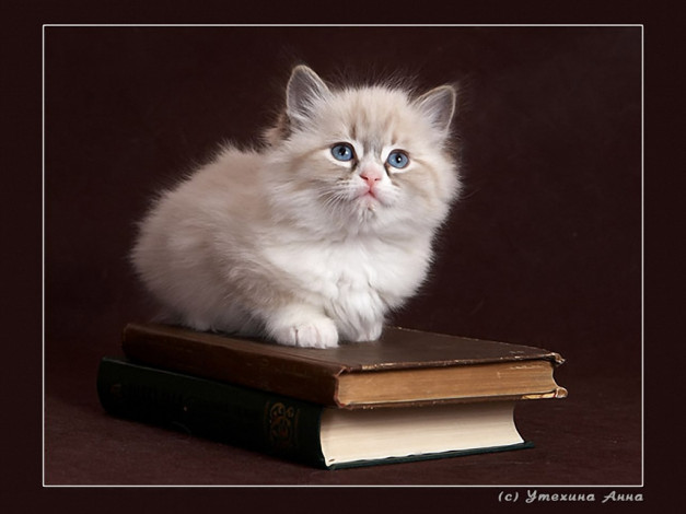 Обои картинки фото животные, коты