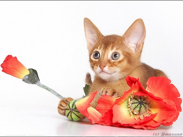 Обои картинки фото животные, коты