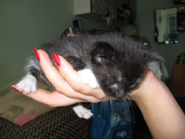 Обои картинки фото животные, коты