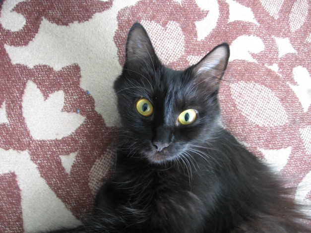 Обои картинки фото животные, коты