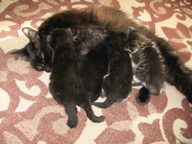 Обои картинки фото животные, коты