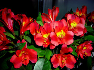 Картинка цветы альстромерия