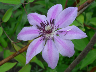 Картинка цветы клематис ломонос