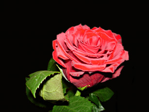 Картинка цветы розы