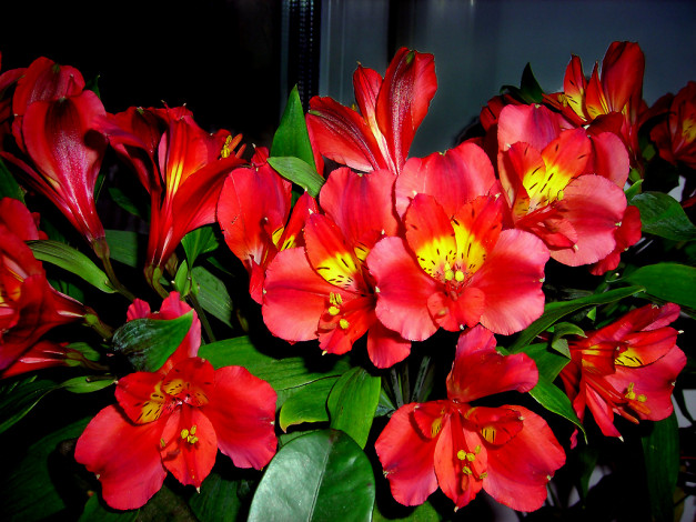 Обои картинки фото цветы, альстромерия