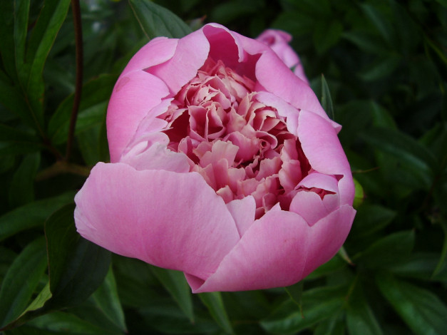 Обои картинки фото цветы, пионы