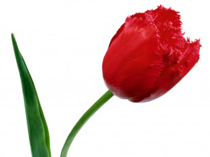 Картинка цветы тюльпаны