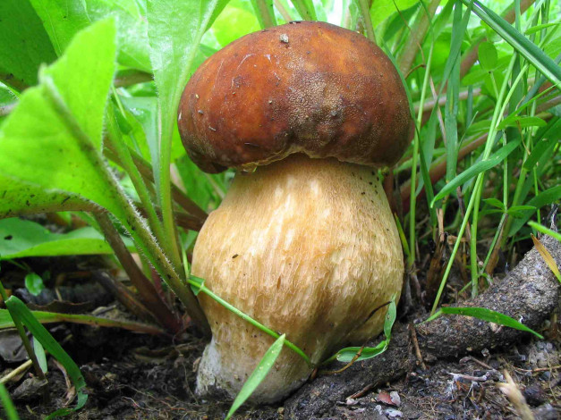 Обои картинки фото природа, грибы